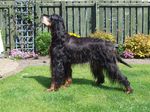 Gordon Setter dog in the yard