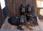 Gordon Setter dogs