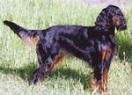 Gordon Setter