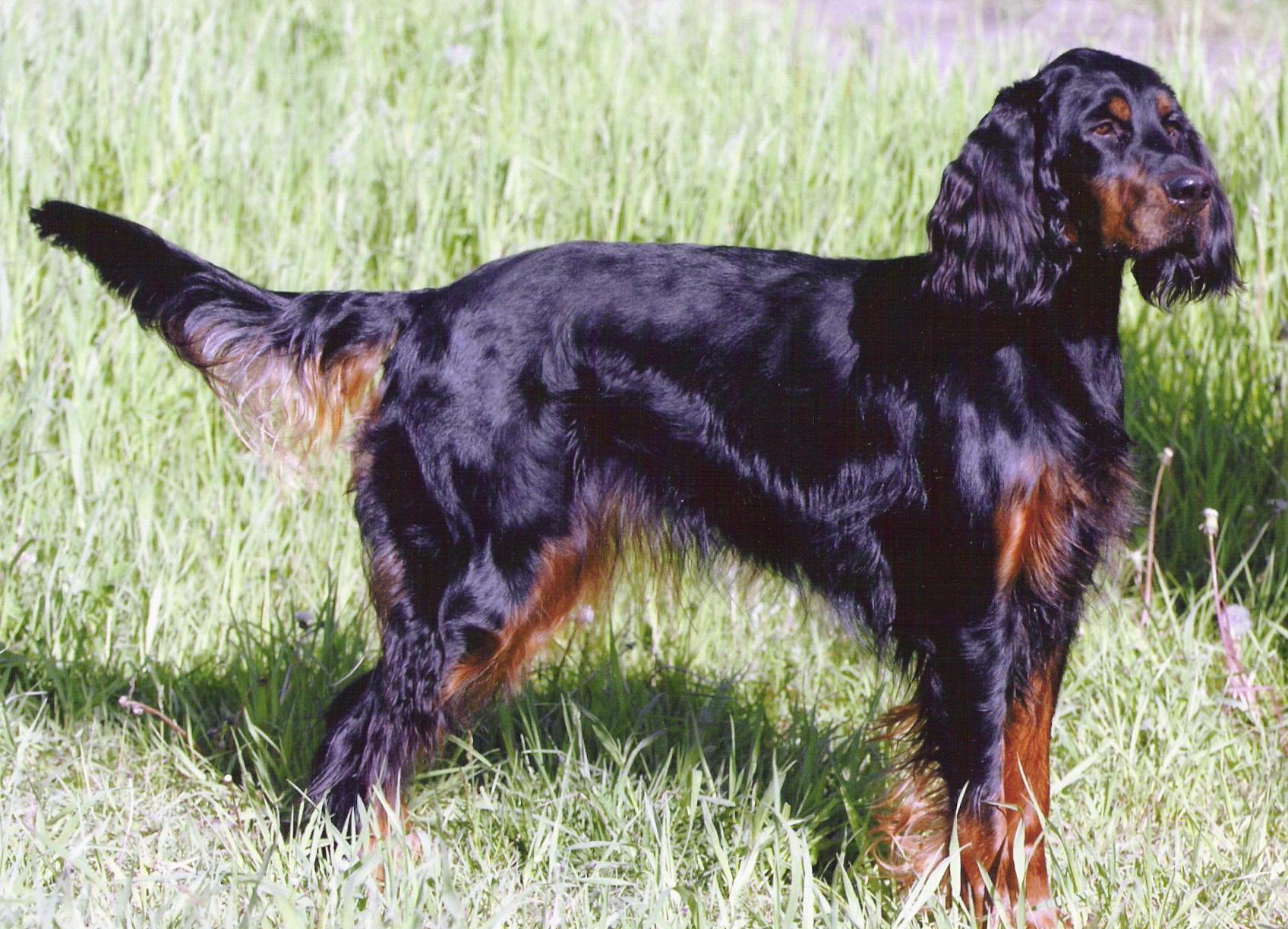 Gordon Setter wallpaper