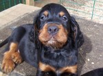 Gordon Setter puppy looking at you