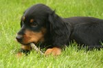 Gordon Setter puppy with a stick