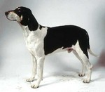 Grand Anglo-Français Blanc et Noir dog side view