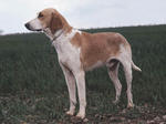 Grand Anglo-Français Blanc et Orange dog in the field