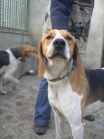 Grand Anglo-Français Tricolore dog with the owner