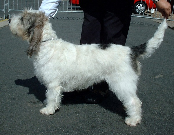 Basset Griffon Vendéen, Grand wallpaper