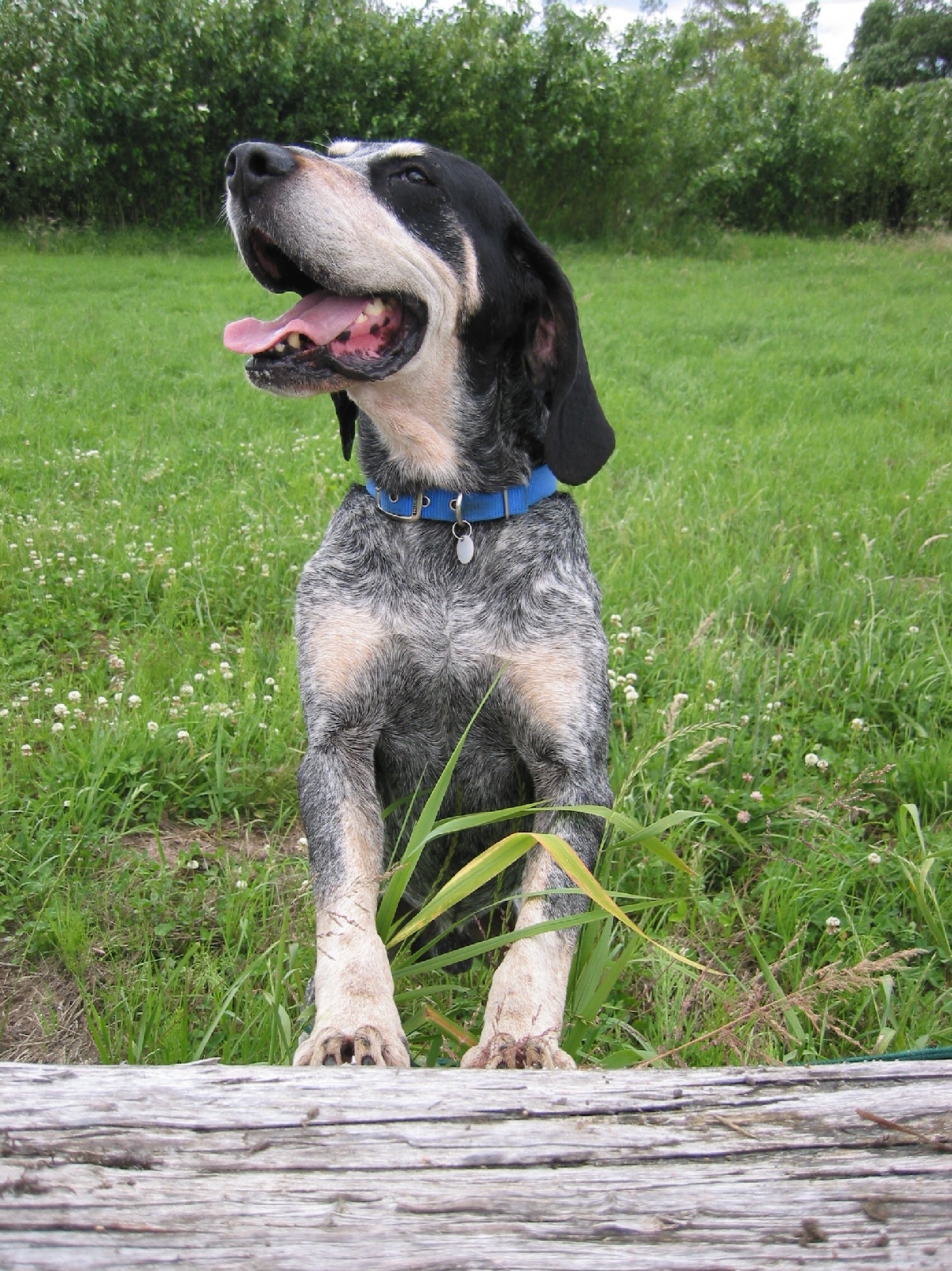 Bleu de Gascogne, Grand wallpaper