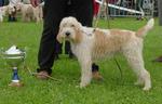 Grand Griffon Vendéen dog with a prize