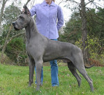 Great Dane dog with the owner