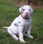 Great Dane puppy