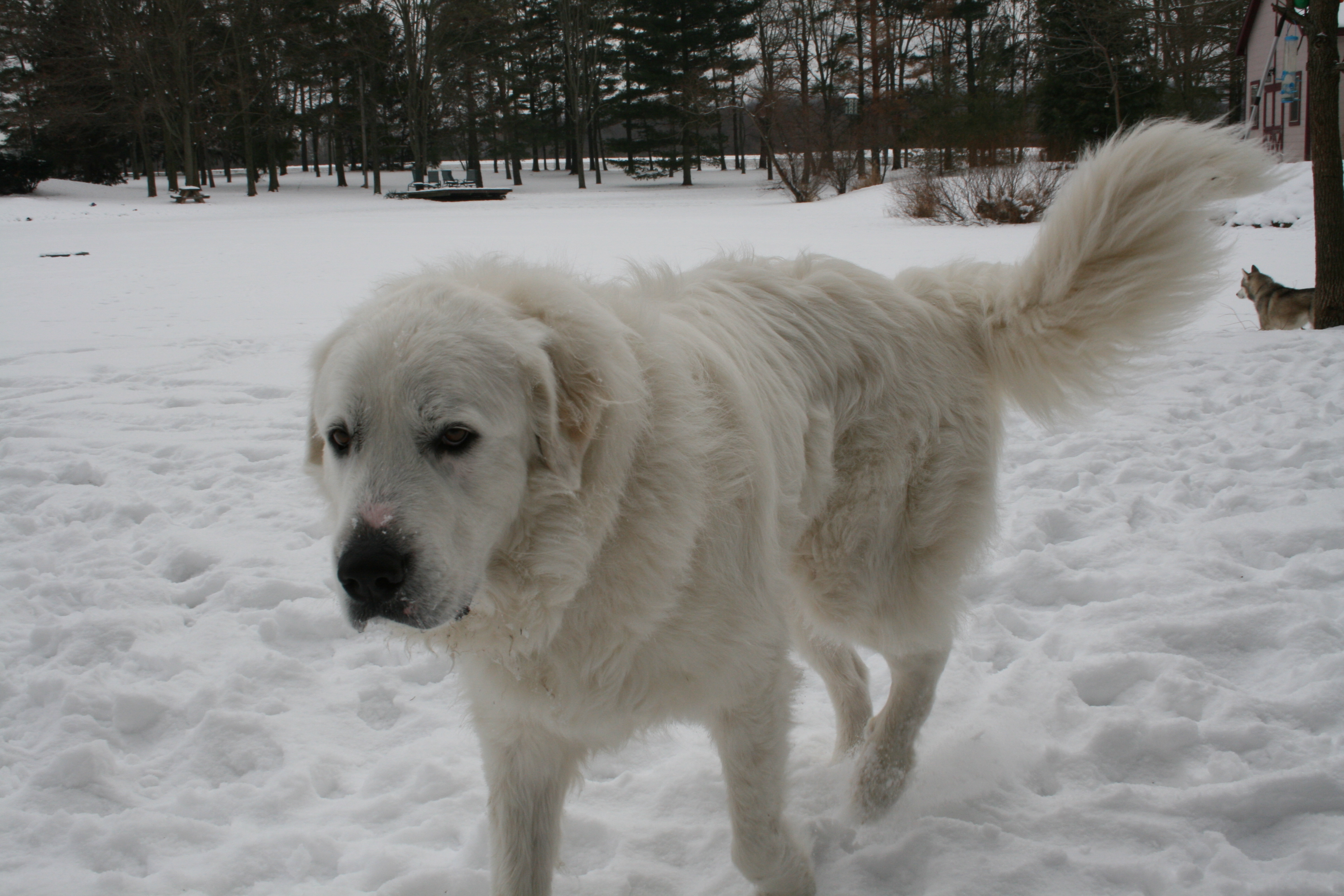 Great Pyrenees dog in the snow wallpaper