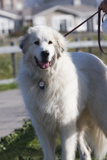 Great Pyrenees dog on the grass