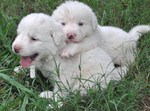 Great Pyrenees puppies