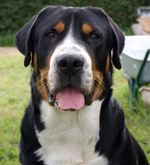 Greater Swiss Mountain Dog face