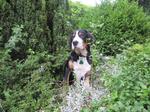 Greater Swiss Mountain Dog  in the forest