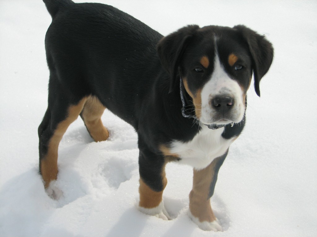 Greater Swiss Mountain Dog in the snow wallpaper