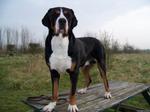 Greater Swiss Mountain Dog on the bench