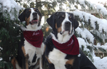 Greater Swiss Mountain Dogs near spruces