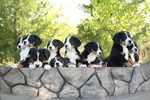 Greater Swiss Mountain Dogs