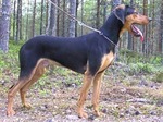 Greek Harehound dog in the forest