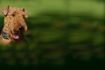 Green Airedale Terrier