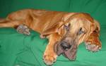Green Bloodhound