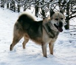 Greenland dog in the snow