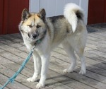 Greenland dog