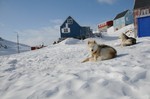 Greenland dogs on the mountain
