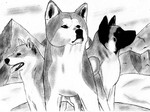 Grey Akita Inu picture