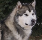 Grey Alaskan Malamute dog