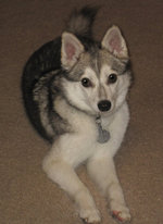 Grey and white Alaskan Klee Kai