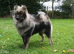 Grey Eurasier dog