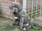 Grey Neapolitan Mastiff dog