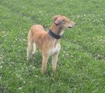Greyhound dog in the field
