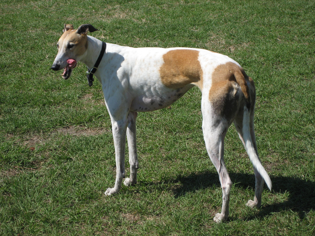 Greyhound wallpaper