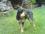 Griffon Bleu de Gascogne dog on the grass