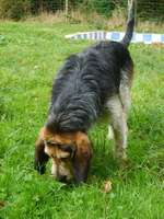 Griffon Bleu de Gascogne dog