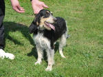 Griffon Bleu de Gascogne dog with the owner