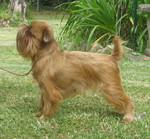 Griffon Bruxellois dog on the grass