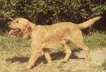 Griffon Fauve de Bretagne dog for a walk