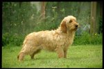 Griffon Fauve de Bretagne dog on the grass