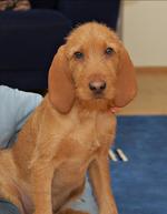 Griffon Fauve de Bretagne dog