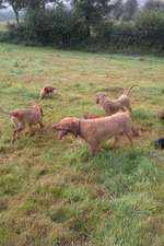 Griffon Fauve de Bretagne dogs