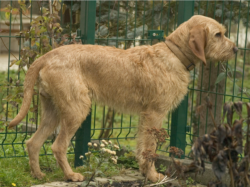 Griffon Fauve de Bretagne wallpaper