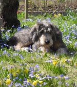 Griffon Nivernais dog in flowers