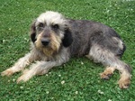 Griffon Nivernais dog on the grass