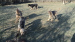 Griffon Nivernais dogs