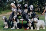 Group Bearded Collie