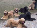 Group of Briard dogs